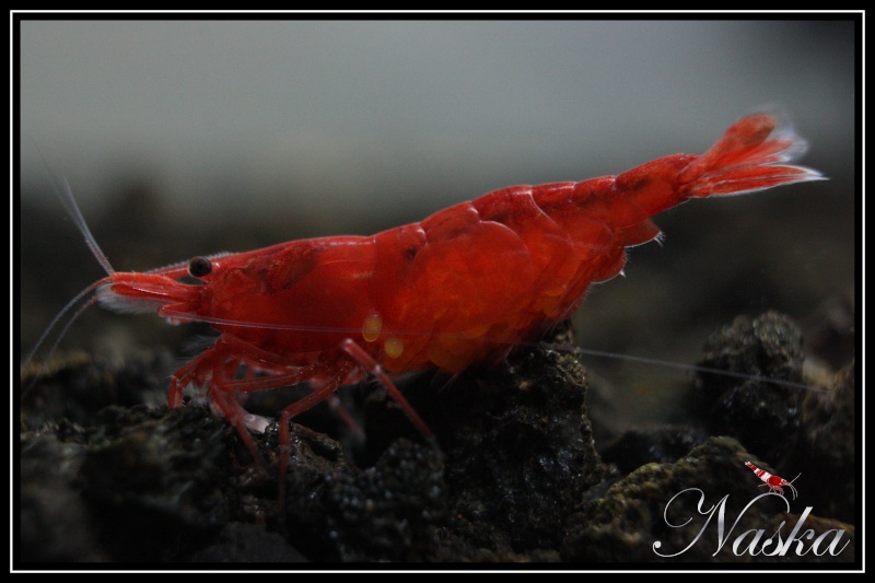 La reproduction des crevettes d