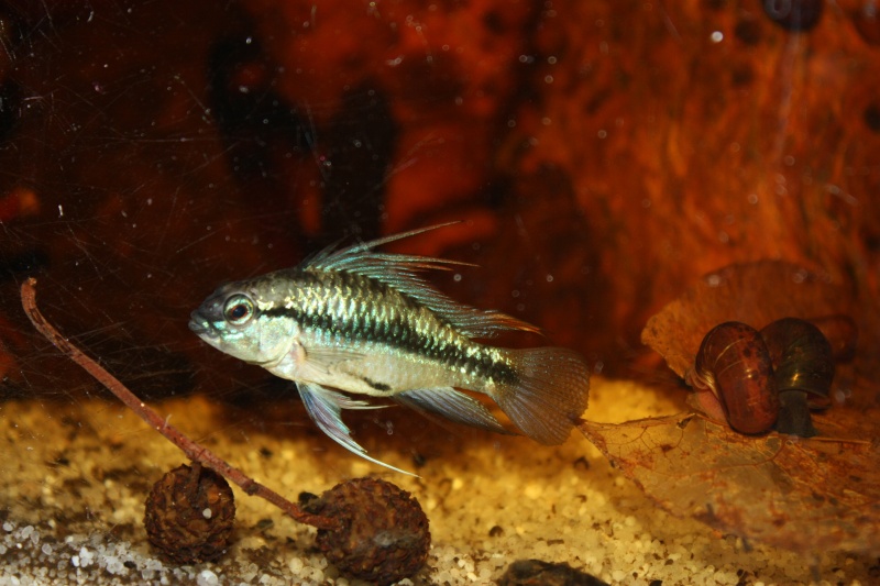 [60 Vend] apistogramma trifasciata Aquari11