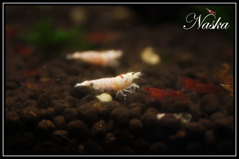 Mes Crystal Red Shrimp SSS Mosura15