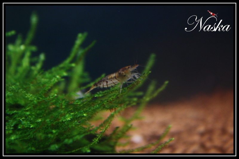 Mes Caridina cf. cantonensis var. "tiger" Tiger_11