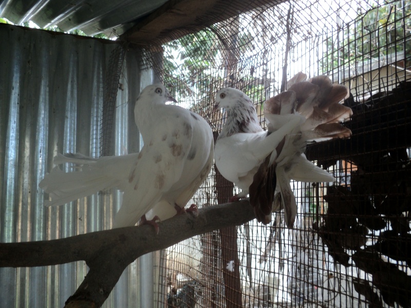 male et femelle ???? mes pigeons paons Dsc01210