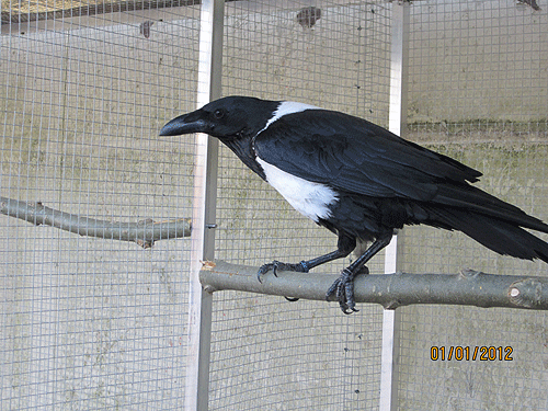 Corbeau pie ( Corvus albus) (2011) - Page 2 Corbea19