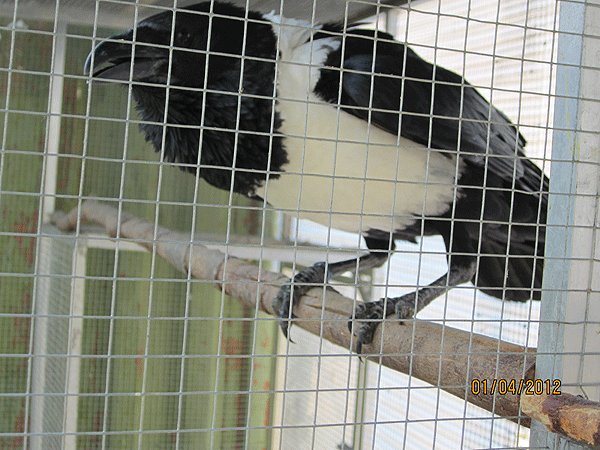 Corbeau pie ( Corvus albus) (2011) - Page 3 Corbea27