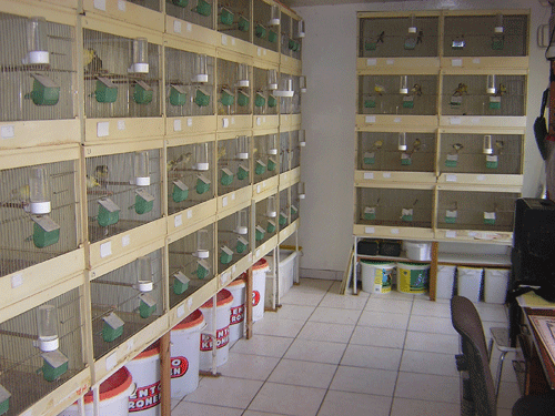 Volières et cages d'élevage en aluminium, Psittacofolie