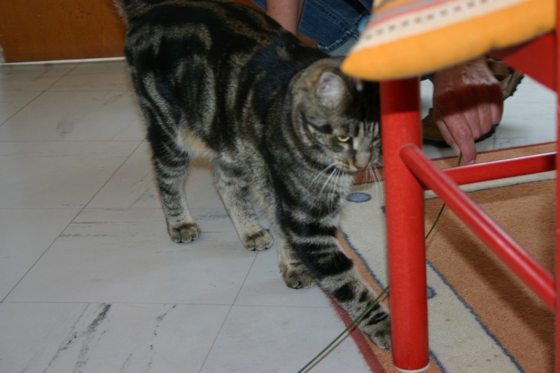 Titie, chat tigré noir né en juin 2010 Titi310
