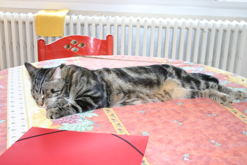 Titie, chat tigré noir né en juin 2010 Titi610