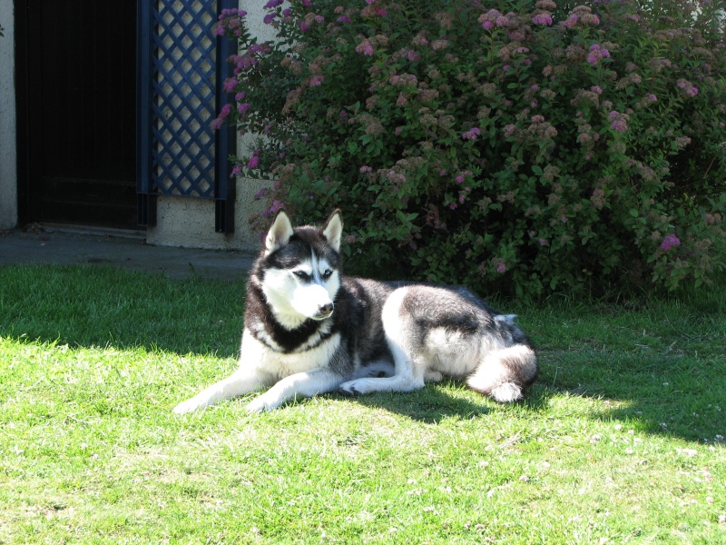 Charly et ses drôles de Woufs... Chiens12