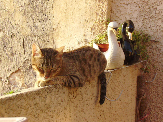 Kiko 1 an abandonné dans la rue avec sa boite de transport - Page 2 Pict0012