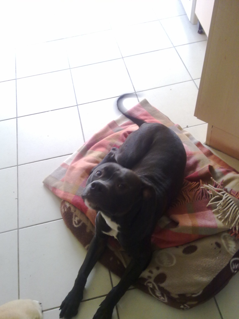I NEED HELP REHOMING A LOVELY PITBULL PUPPY> 111