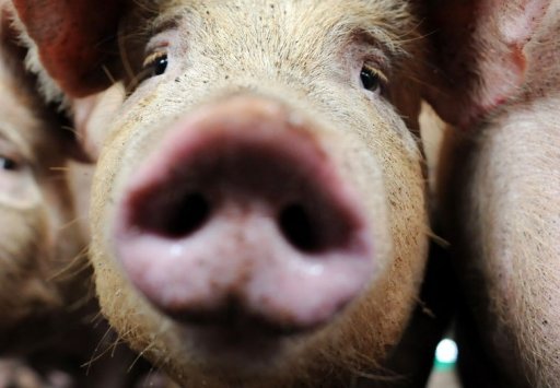 Euro-2012: un cochon jouera le rôle de Paul le Poulpe en Ukraine Photo_12