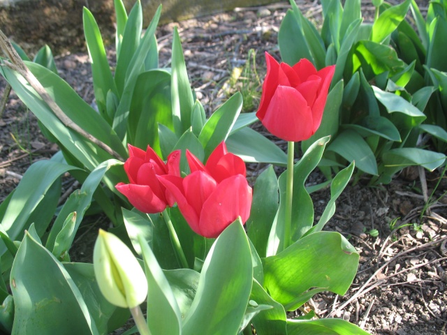 Tulipes  Img_5212