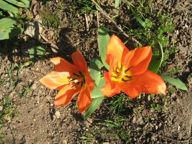 Tulipes  Img_5213