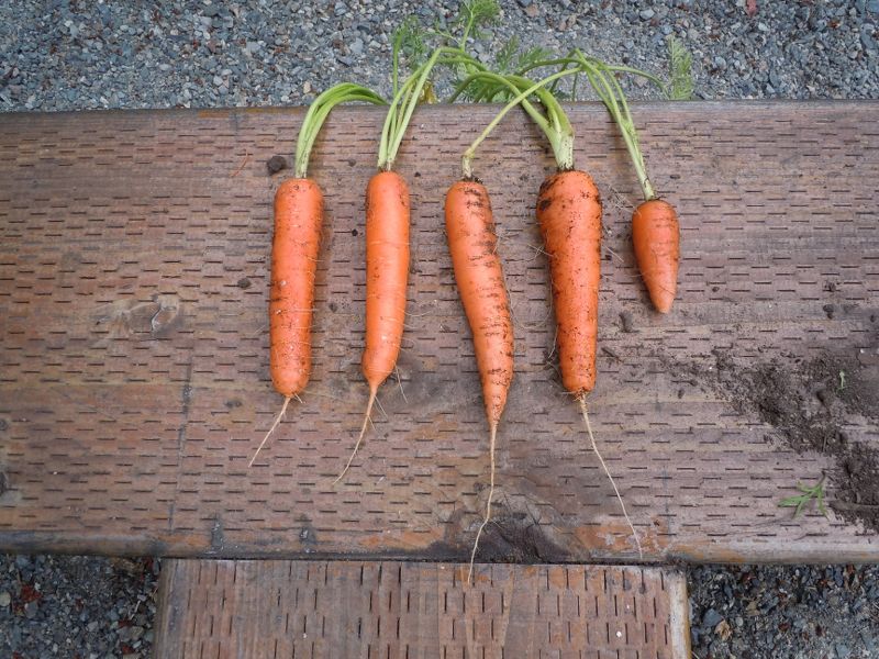 So how did your carrots do? Dscn0910