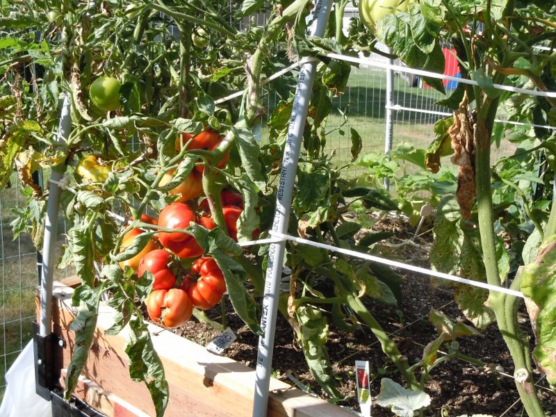 Tomato Tuesday for the PNW - Page 5 Dscn1011