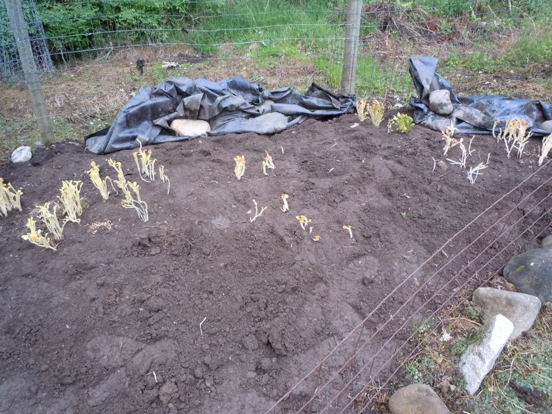 PNW: plant your taters early Dscn1714