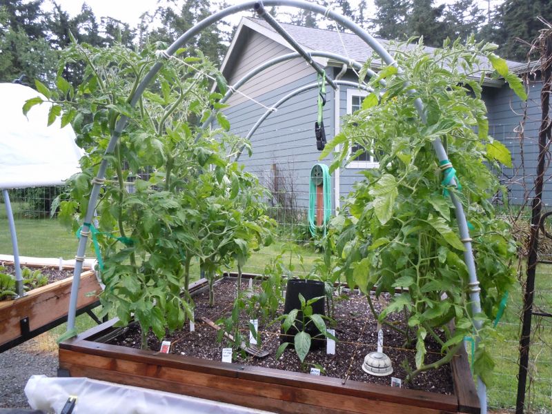 Tomatoes in a hoop house Dscn1810