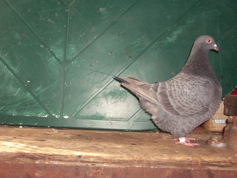 pigeons 2011 100_1427