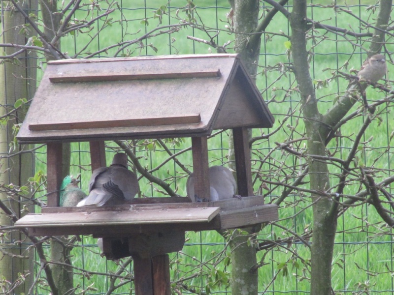 Oiseaux de nos jardins 00710