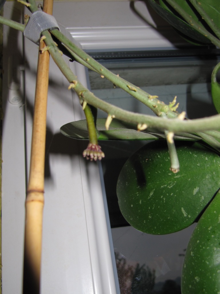 hoya lasiantha Florai14