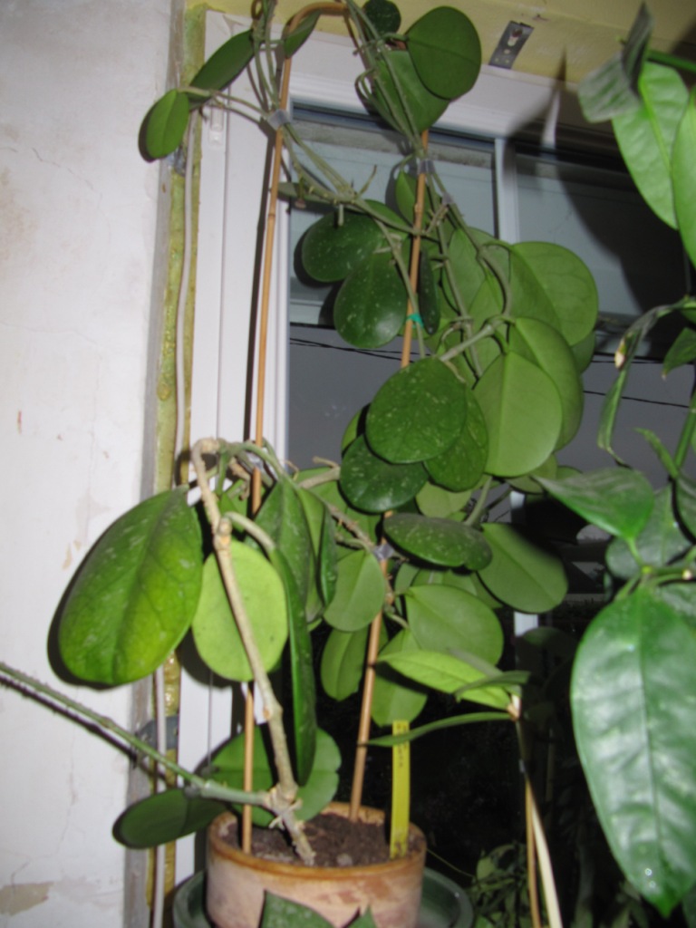 hoya lasiantha Florai15