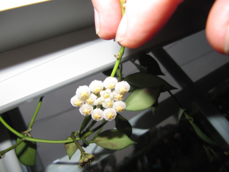 hoya lasiantha Florai16