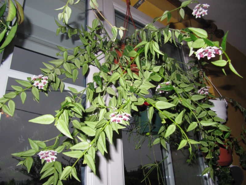 hoya lasiantha Florai17