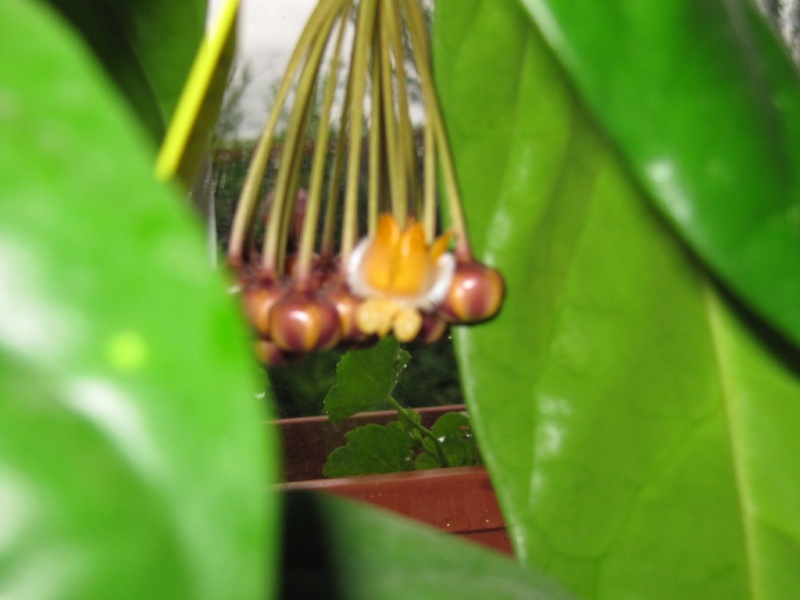 hoya lasiantha Florai18