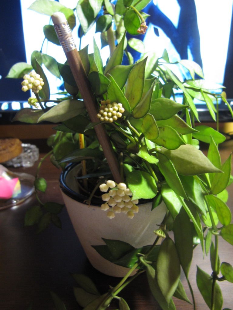 floraison de Hoya lacunosa Lacuno10
