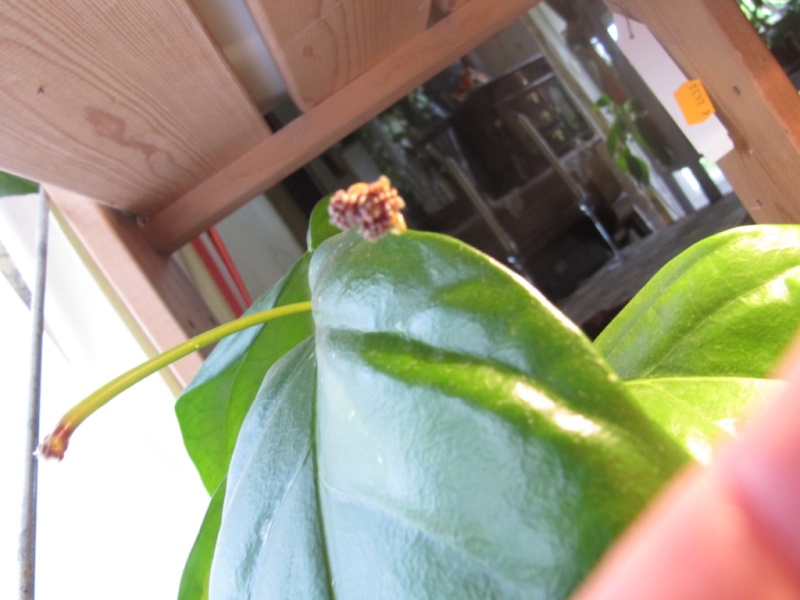 hoya lasiantha Lasian10