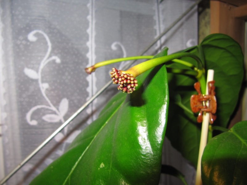 hoya lasiantha Lasian11