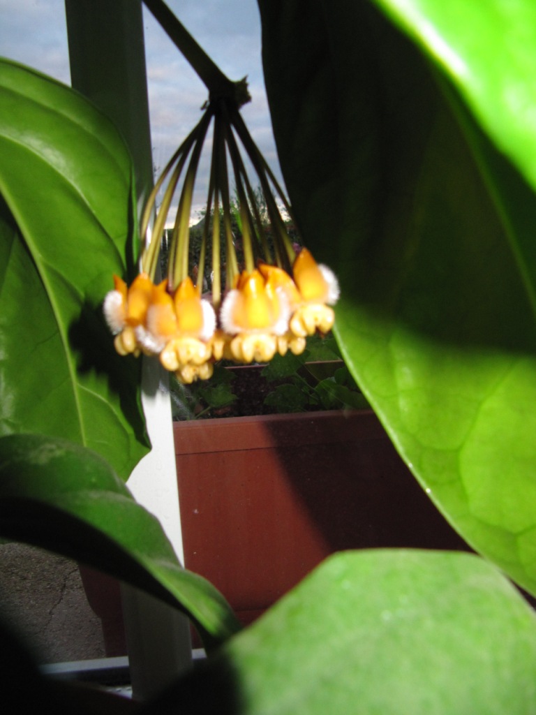 hoya lasiantha Lasian15