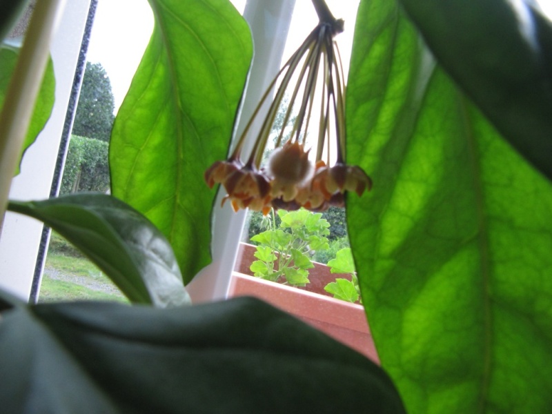 hoya lasiantha Suite_16