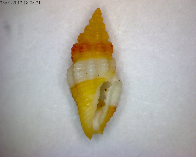 Clathurella aubryana (Hervier, 1896) 001_8_11