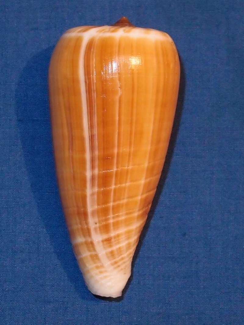 Conus (Phasmoconus) radiatus   Gmelin, 1791 Pb240410