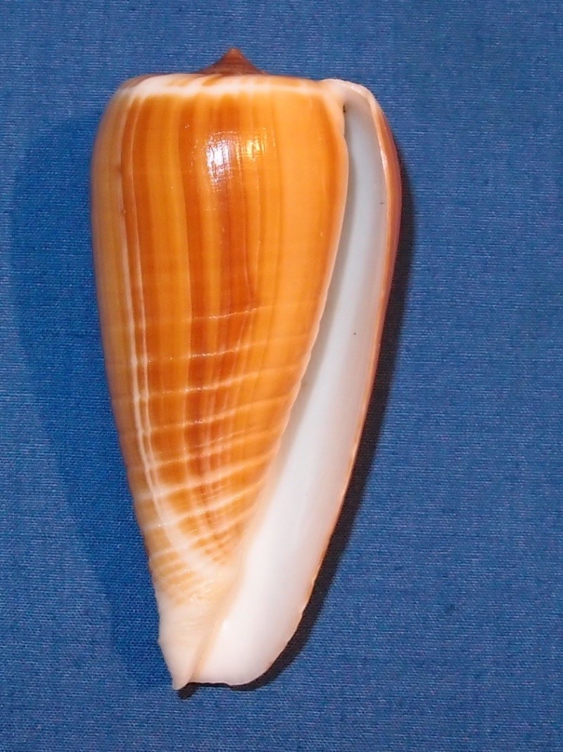 Conus (Phasmoconus) radiatus   Gmelin, 1791 Pb240411