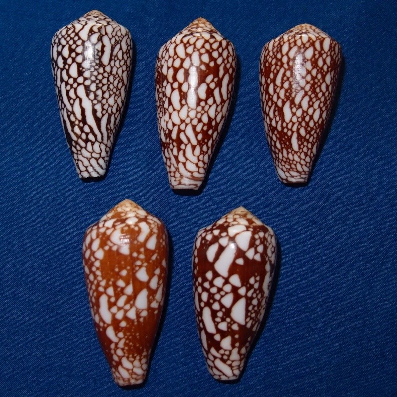 Conus (Darioconus) episcopus Hwass in Bruguière, 1792 Pb250511