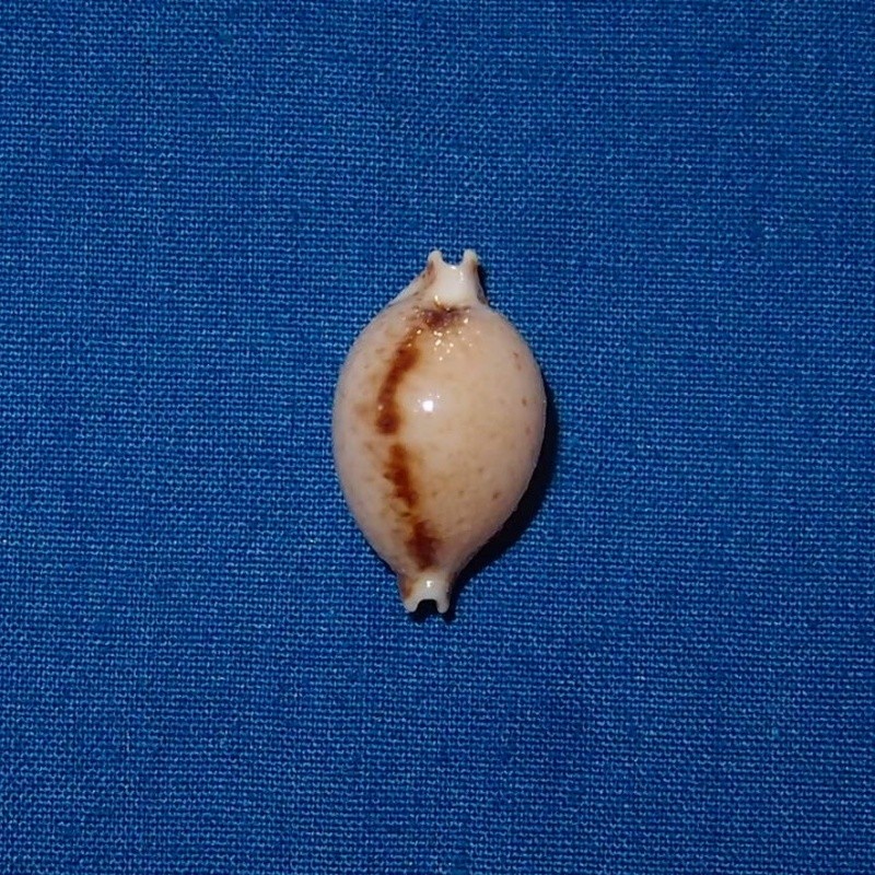 Pustularia cicercula (Linnaeus, 1758) Pc020610