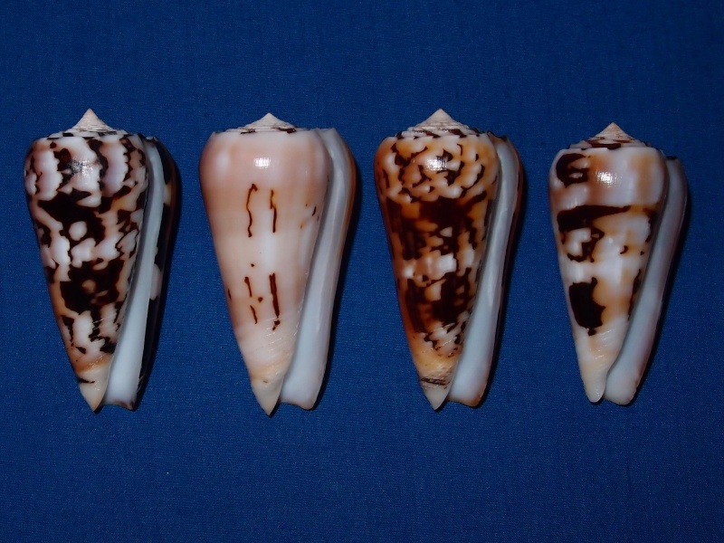 Conus (Pionoconus) pramparti Leehman, 1976 voir Conus (Pio.) gubernator - Page 2 Pc030611