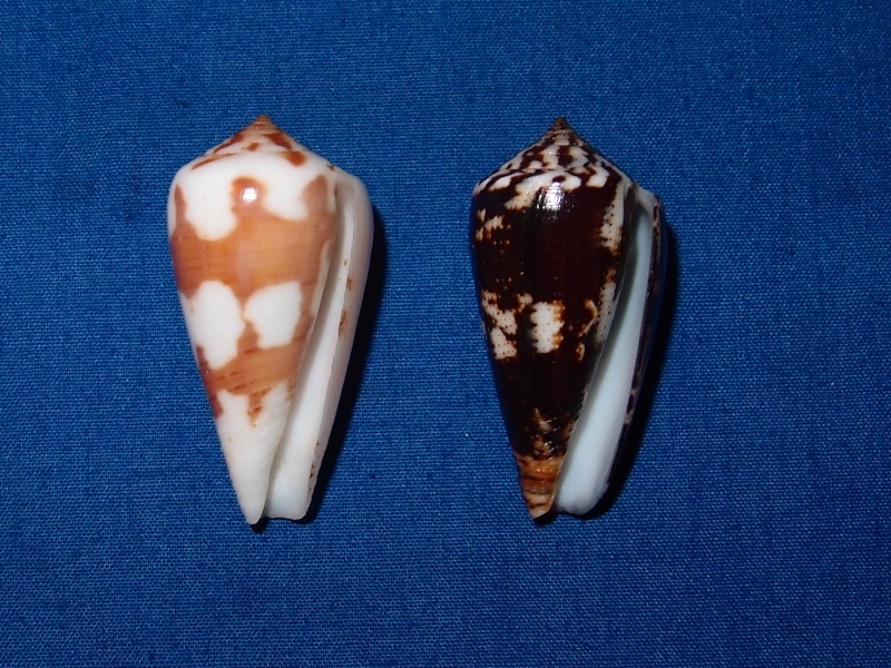 Conus (Pionoconus) magus   Linnaeus, 1758 Pc040611