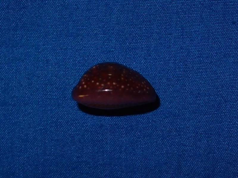 Naria poraria (Linnaeus, 1758) Pc080712