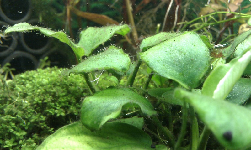 algues: d'où vient le problème svp? Imag0116
