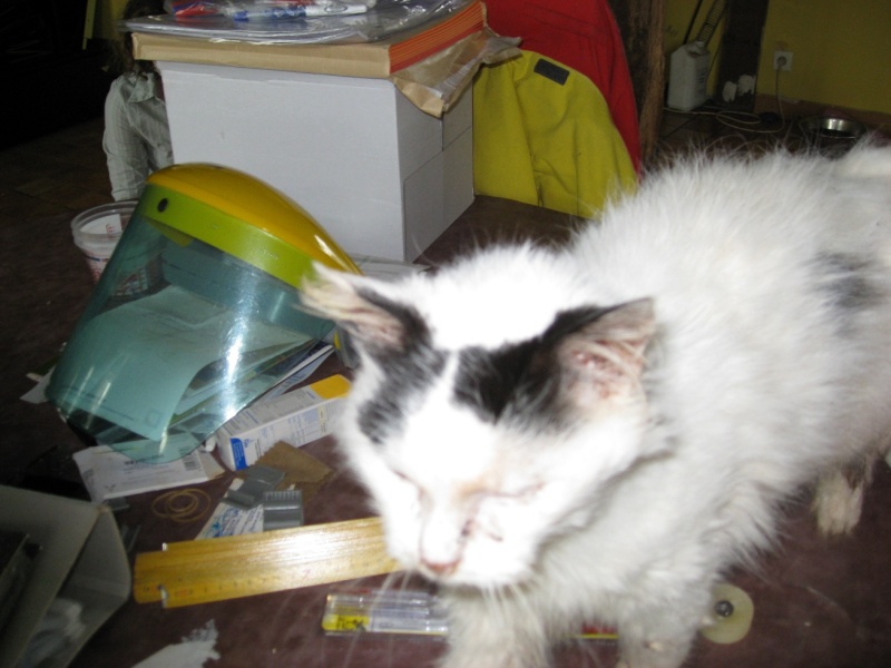 *  URGENT( chat de Ina ) [SAUVETAGE] HERMINE, européenne , 14 ans  - F Img_0923