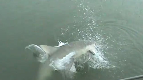 فيديو لصياد بقصبة الرمي لويتفاجىء بالقرش يأخذ منه السمكة Untijj15