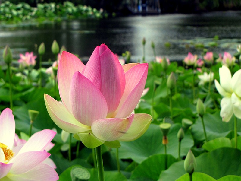 LUB CAIJ PAJ TAWG / HMONG BEAUTY NATURE Lotus_11