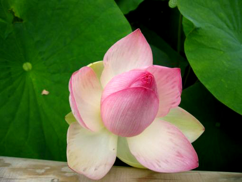 LUB CAIJ PAJ TAWG / HMONG BEAUTY NATURE Lotus_12