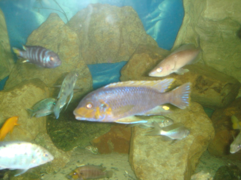 Petrotilapia sp. retrognathus (瑞秋格納龍王鯛)  Dsc03313