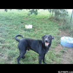 urgent -  PATt croisé Labrador 13 ans  -  SPA DE CLIRON (08) Anm_ph22