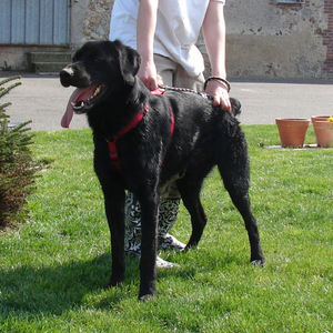 CHARLY croisé Labrador 5 ans  -  SPA DE MOREE (41) Anm_ph29