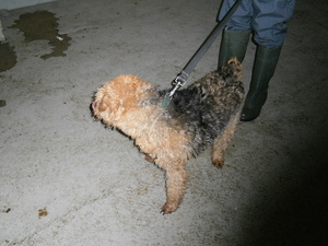 LOLA Welsh Terrier 4 ans  -  SPA DE CLIRON (08) Anm_ph54