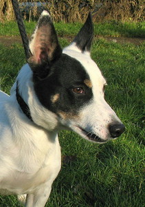 MILO Jack Russel 3 ans SPA D'ORGEVAL (78) Imf_ac12